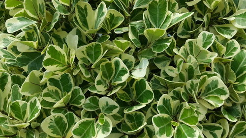 Full frame shot of fresh green leaves