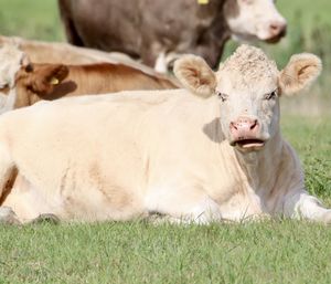 Portrait of cow relaxing on field