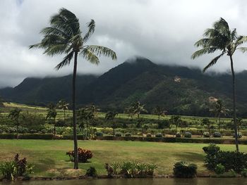 Palm trees on landscape against sky