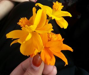 Close-up of cropped hand holding flower