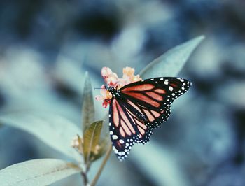 Close-up of butterfly pollinating on flower