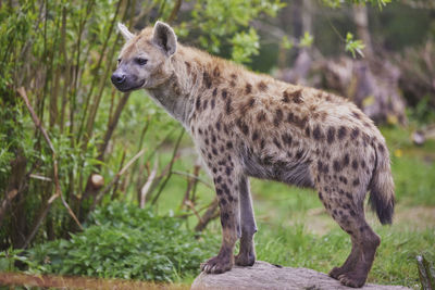 animal