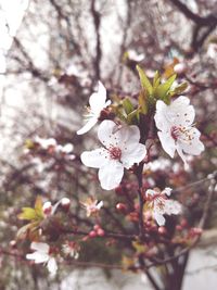 Close-up of apple blossoms in spring