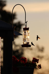 Low angle view of hummingbird flying against sky