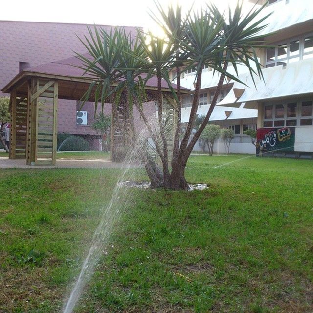 building exterior, architecture, built structure, grass, tree, house, palm tree, lawn, sunlight, residential building, growth, residential structure, sky, day, green color, outdoors, plant, nature, no people, tree trunk