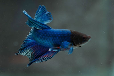 Siamese fighting fish beautiful blue and red fish with black background