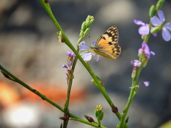 Close-up of butterfly pollinating on flower