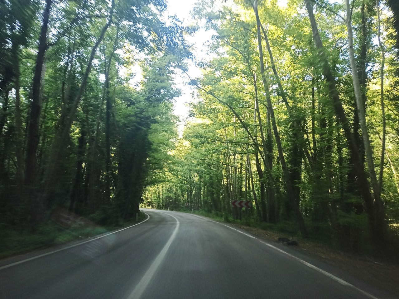 VIEW OF TREES IN FOREST