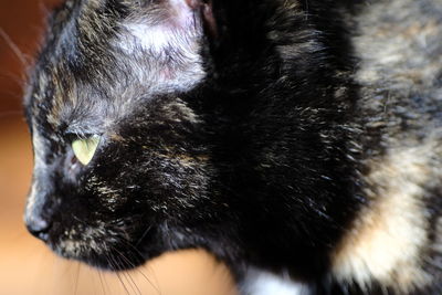 Close-up of black cat