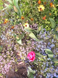 High angle view of flowering plant