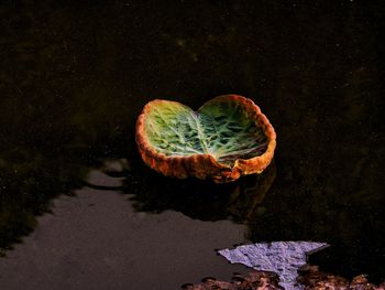 High angle view of leaf floating on lake