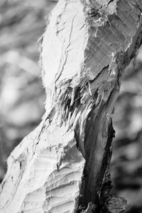 Close-up of tree trunk