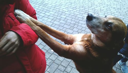 Close-up of hand holding dog