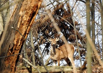 View of an animal on tree trunk