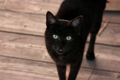 Close-up portrait of black cat on wood