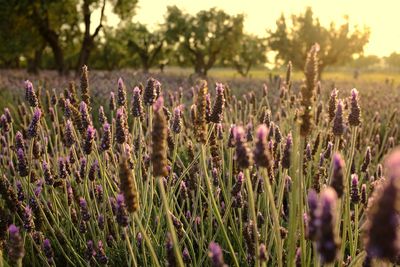 Close-up of purple flowering plants on field