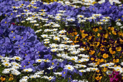 Close-up of purple flowers blooming outdoors