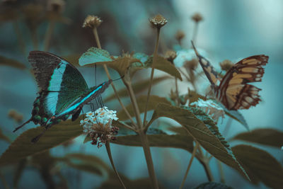 Close-up of butterfly pollinating on flower