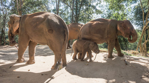 View of elephant on land