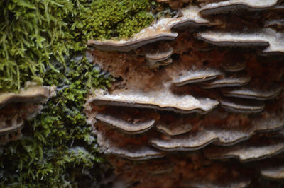 Close-up of mushrooms on tree trunk