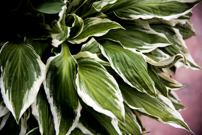 Full frame shot of plants