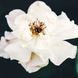 Close-up of white rose flower against black background