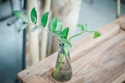 Close-up of plant in vase on wooden table