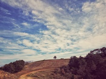 Low angle view of trees on land against sky