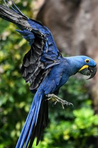 Close-up of bird perching on branch