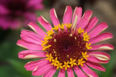 Close-up of pink flower