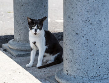 Close-up portrait of cat