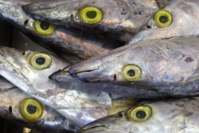 Full frame shot of fishes at market stall