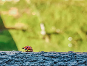 Mariquita o catarina