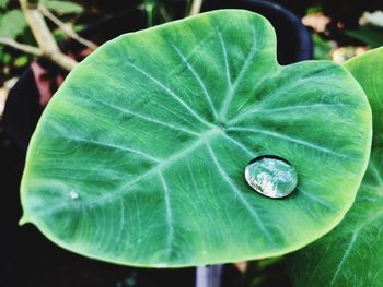 Close-up of green leaf on plant