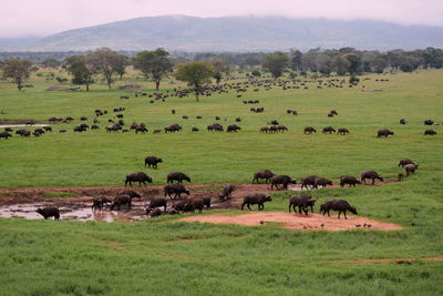 A herd of african buffaloes at a watering hole in taita hills wildlife sanctuary, kenya