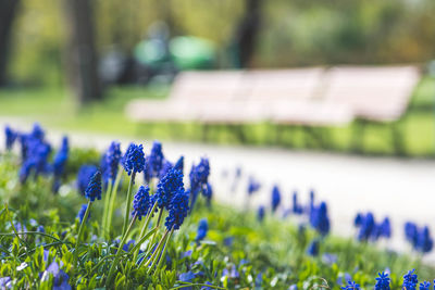 Beautiful blue flowers, grape hyacinth or bluebells, muscari flower in spring, perennial 