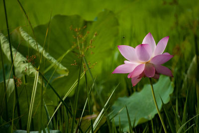 Close-up of flower blooming outdoors