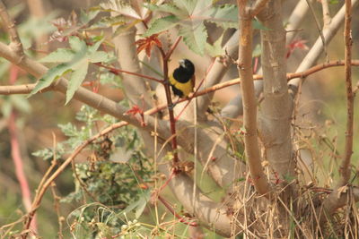 Bird perching on tree