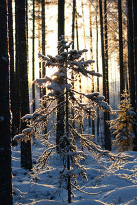 Snow covered pine trees in forest during winter