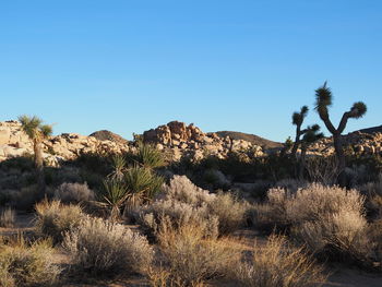 Plants growing on land against clear blue sky