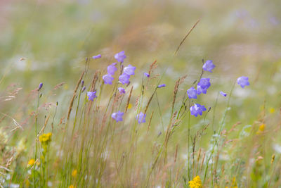 Close-up of purple flowering plants on field