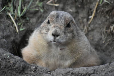 Close-up of squirrel