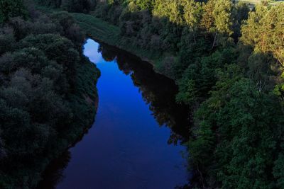 Reflection of trees in water