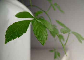 Close-up of plant