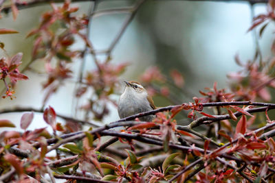 Close-up of bird perching on plant