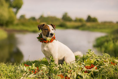 Dog looking away on field