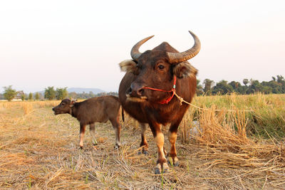 Cow standing in a field