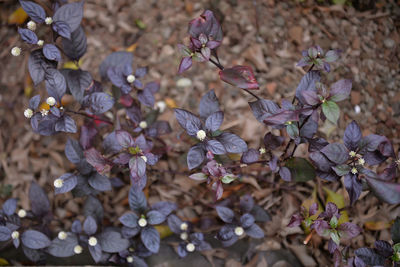 Close-up of flowers