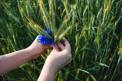 Cropped hands holding wheat and blue flower on field