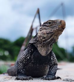 Close-up of a iguana on rock